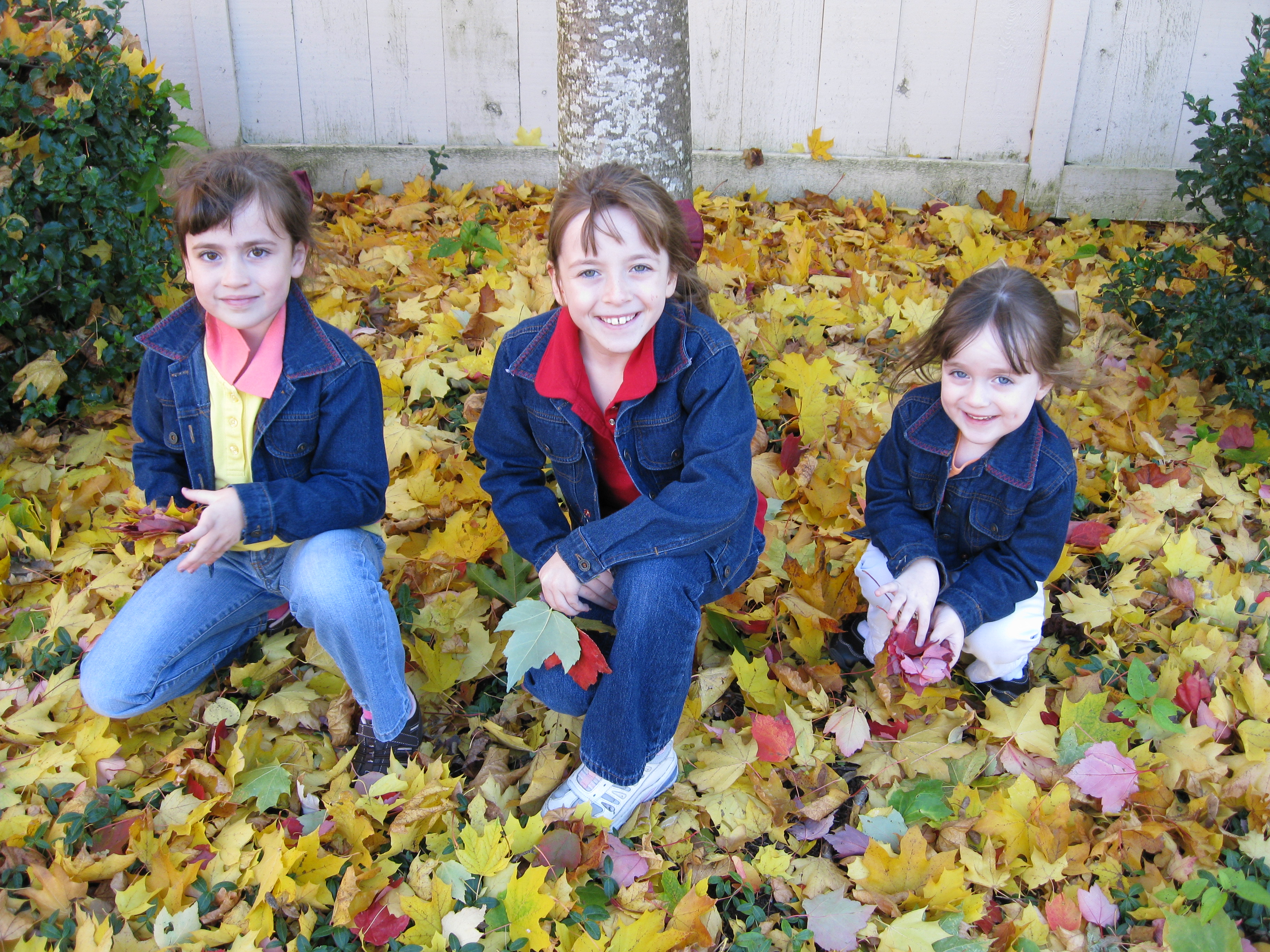 Leaves in Fall 2008
